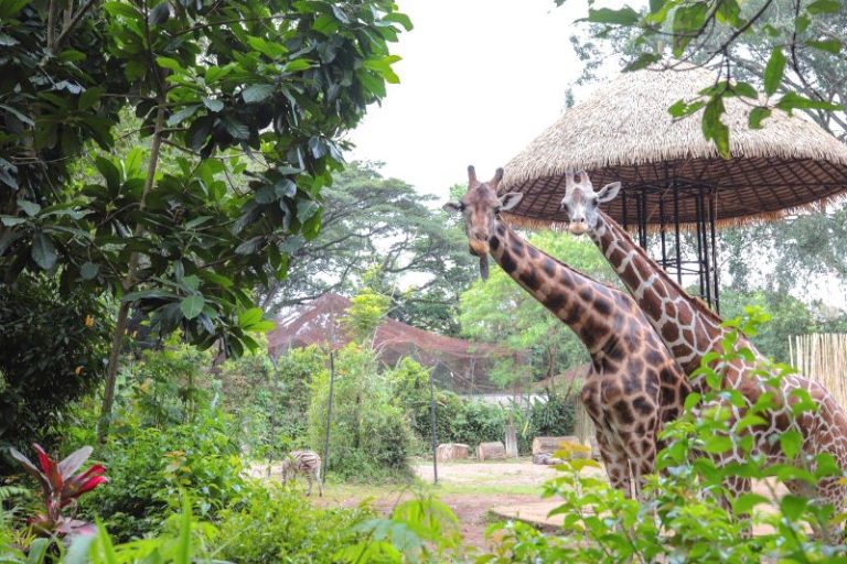 Seleksi Pengelola Kebun Binatang Bandung Belum Rampung, Pemprov Jabar Siapkan Opsi BUMD